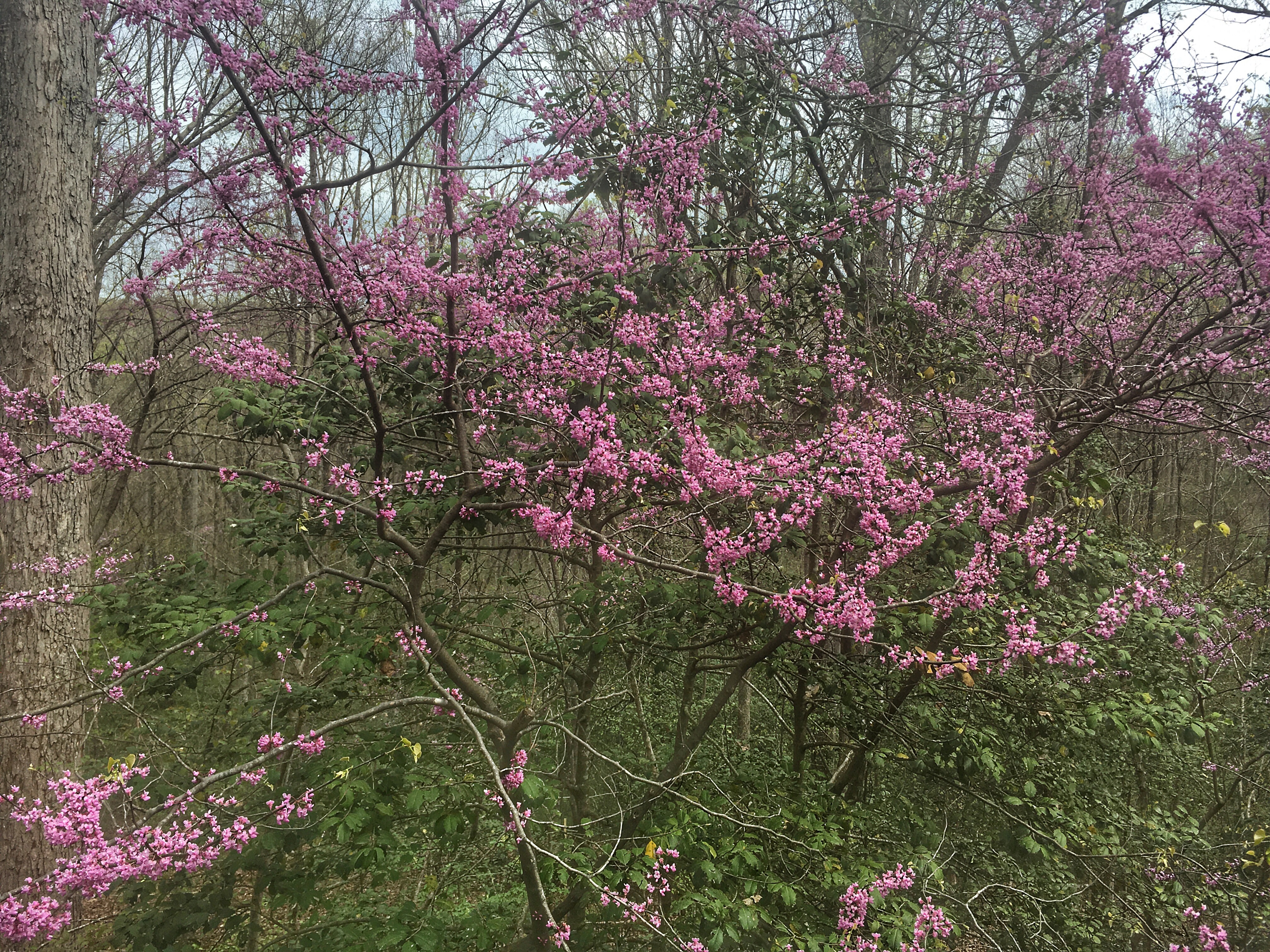 redbud trees