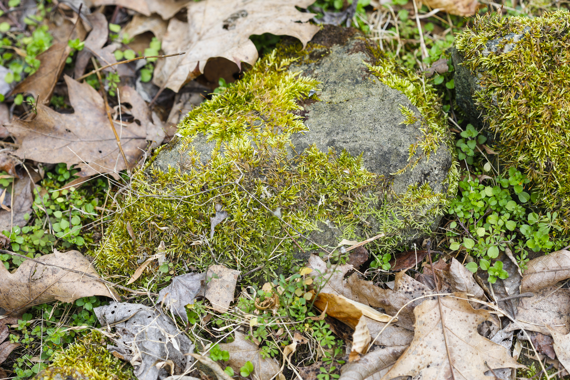 rock with skink under it