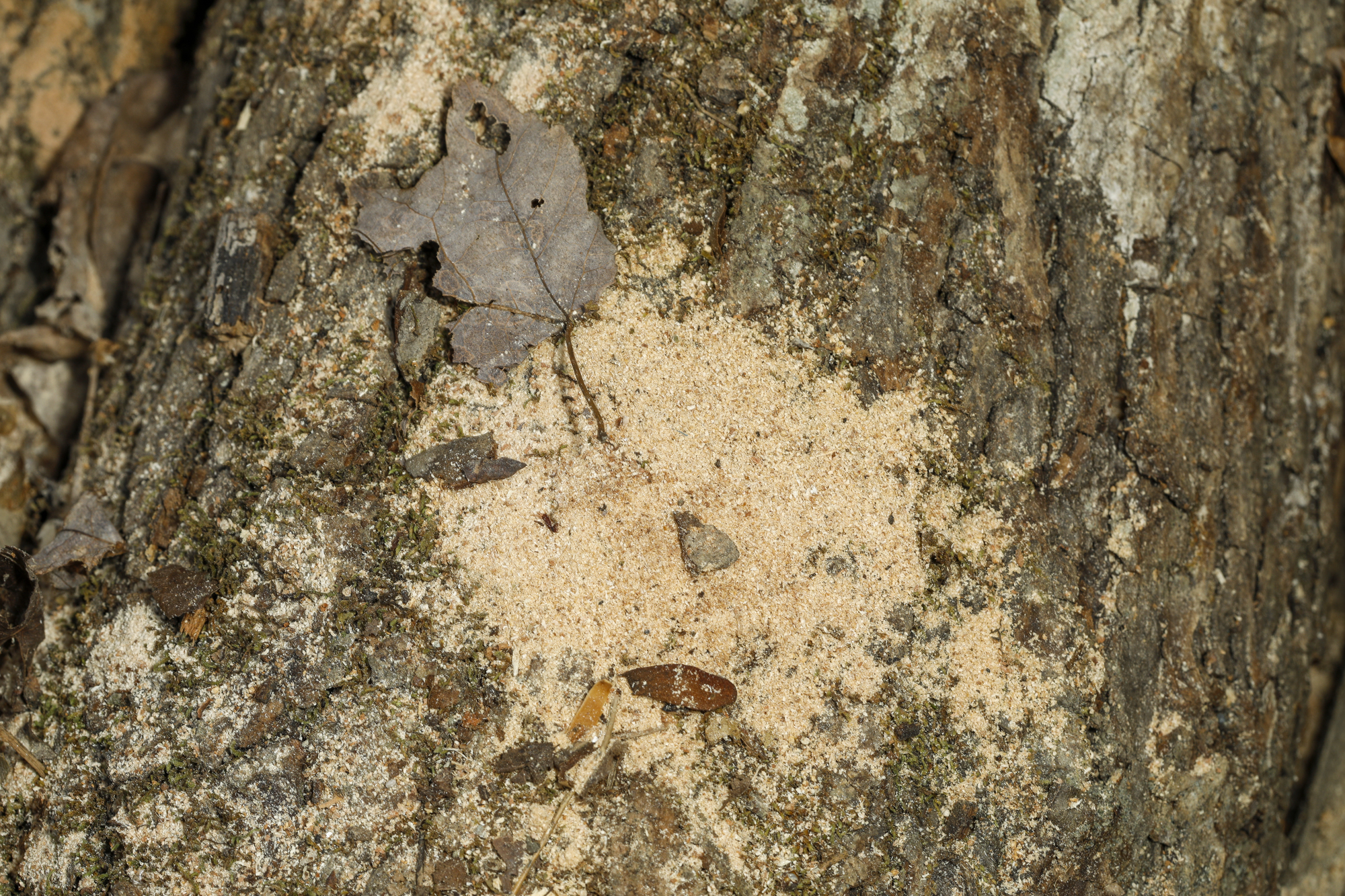 sawdust on wood pile