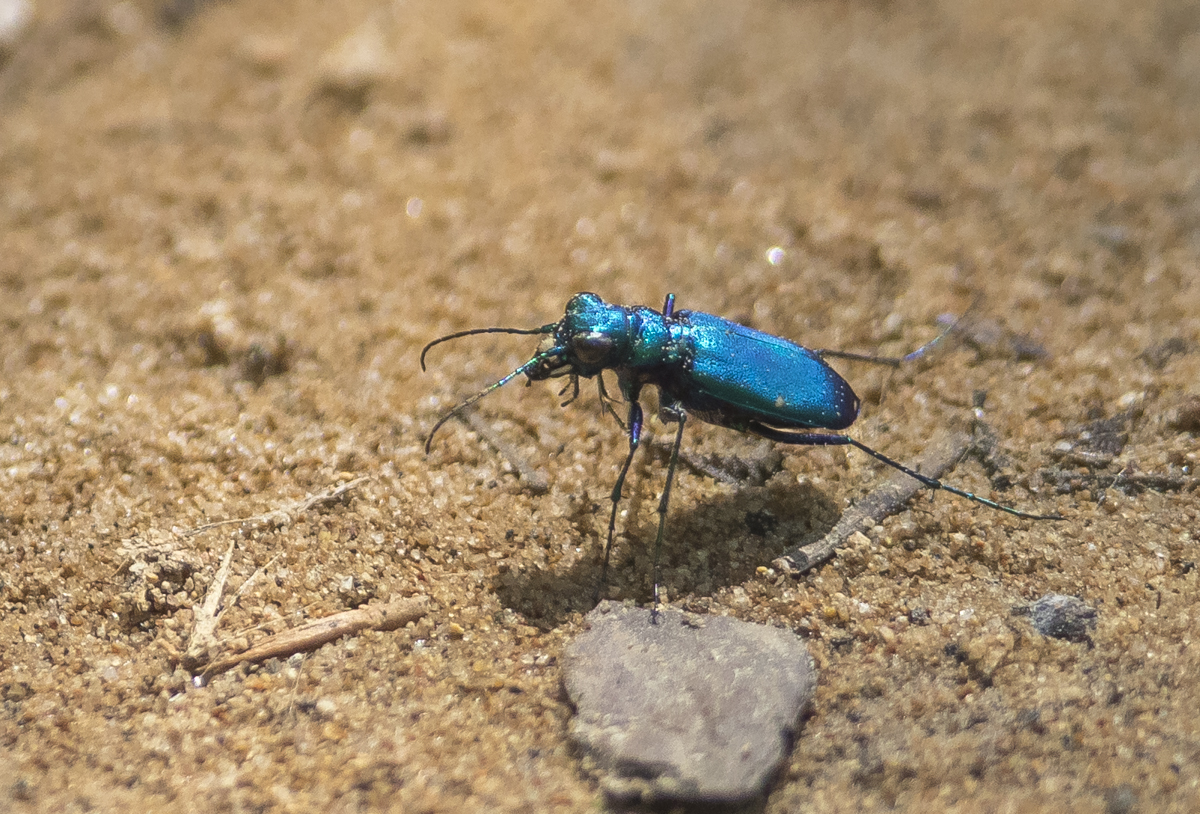Six-spotted tiger beetle blue morph