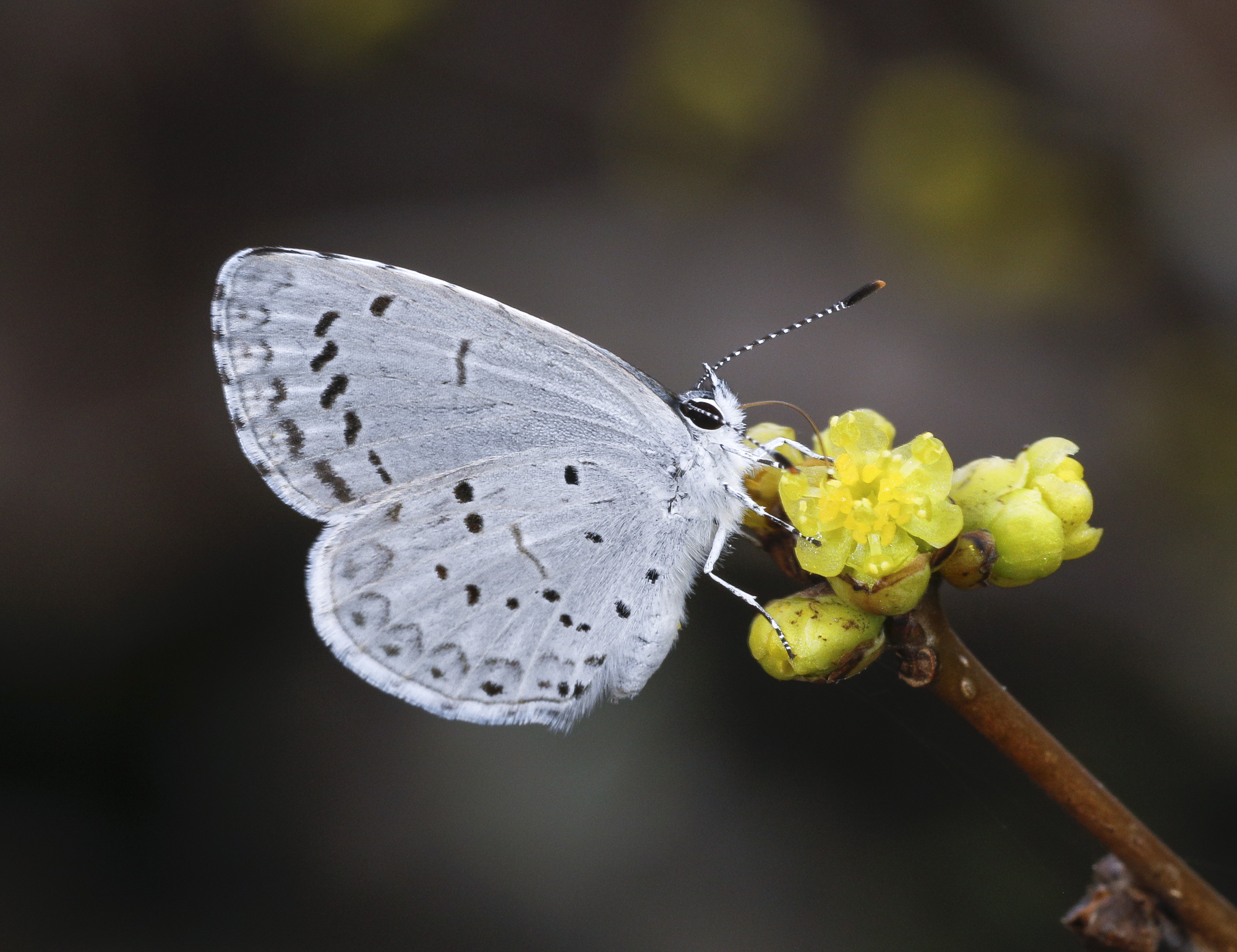 Sprig azure on spicebush