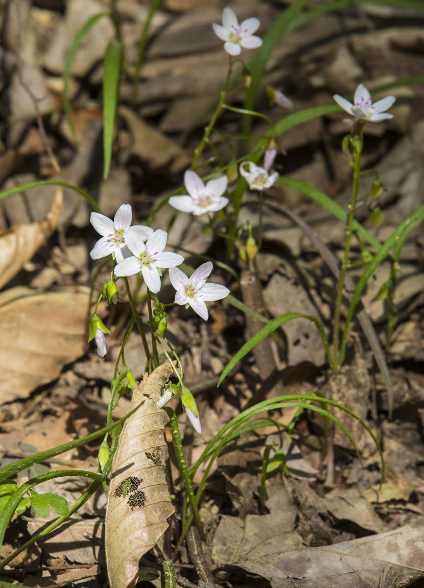 spring beauties