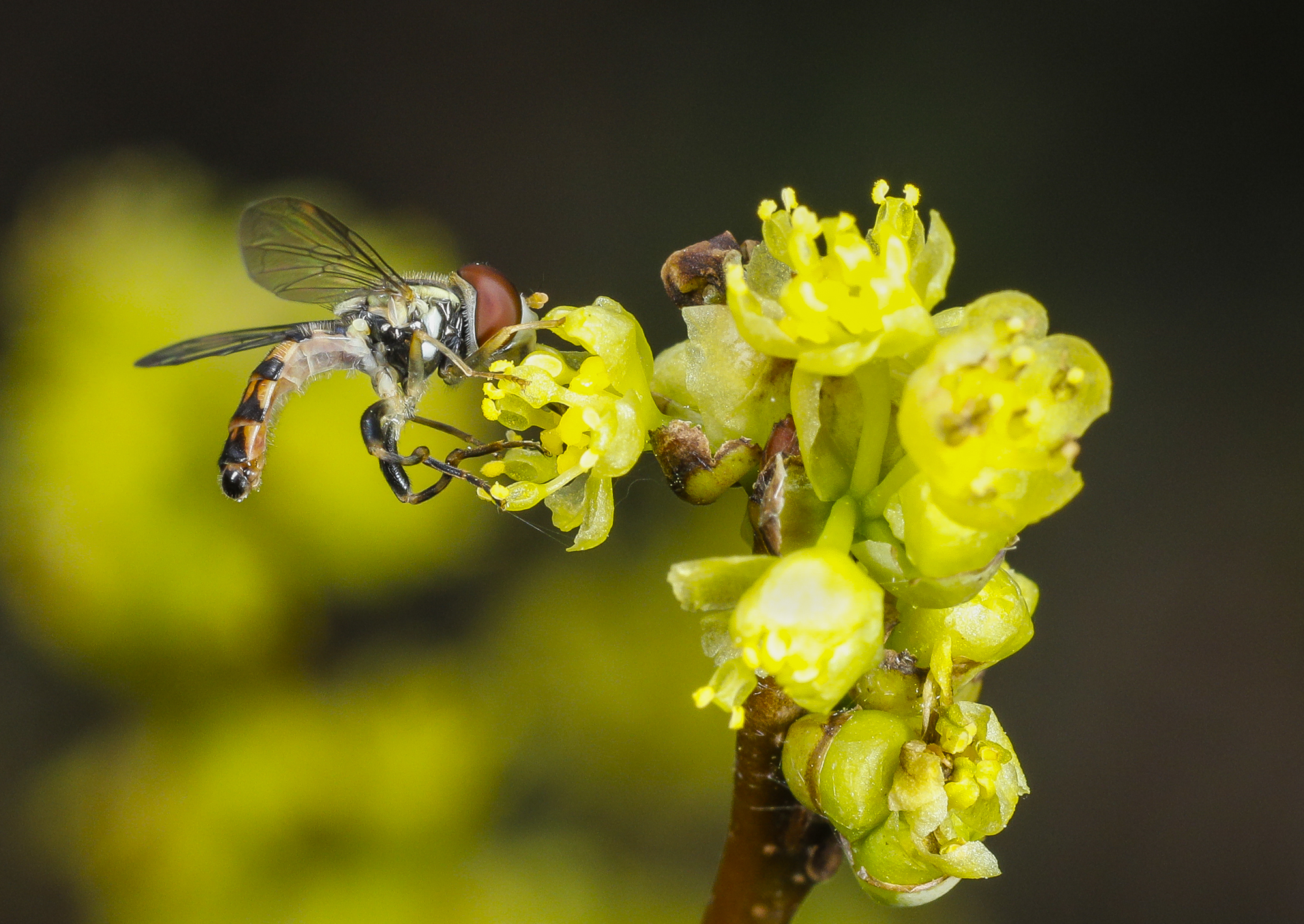 Syrphid fly on spicebush