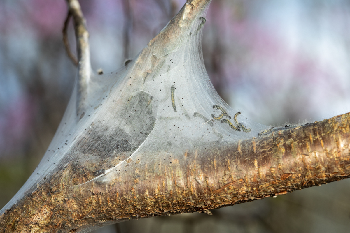 tent caterpillar nest showing caterpillars inside