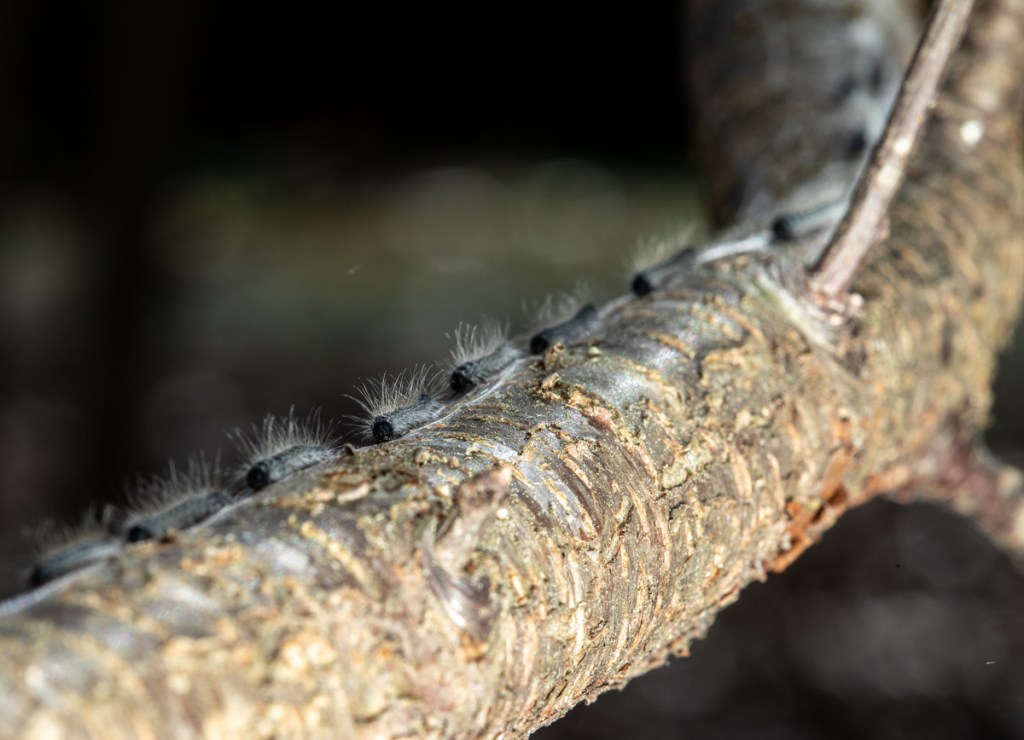 a line of about 8 caterpillars walking down a branch nose to tail