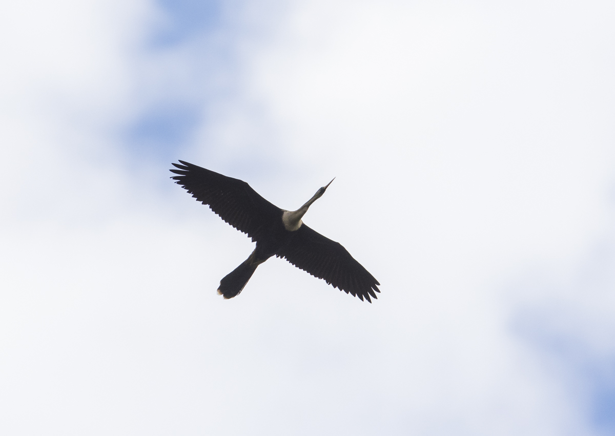 anhinga overhead