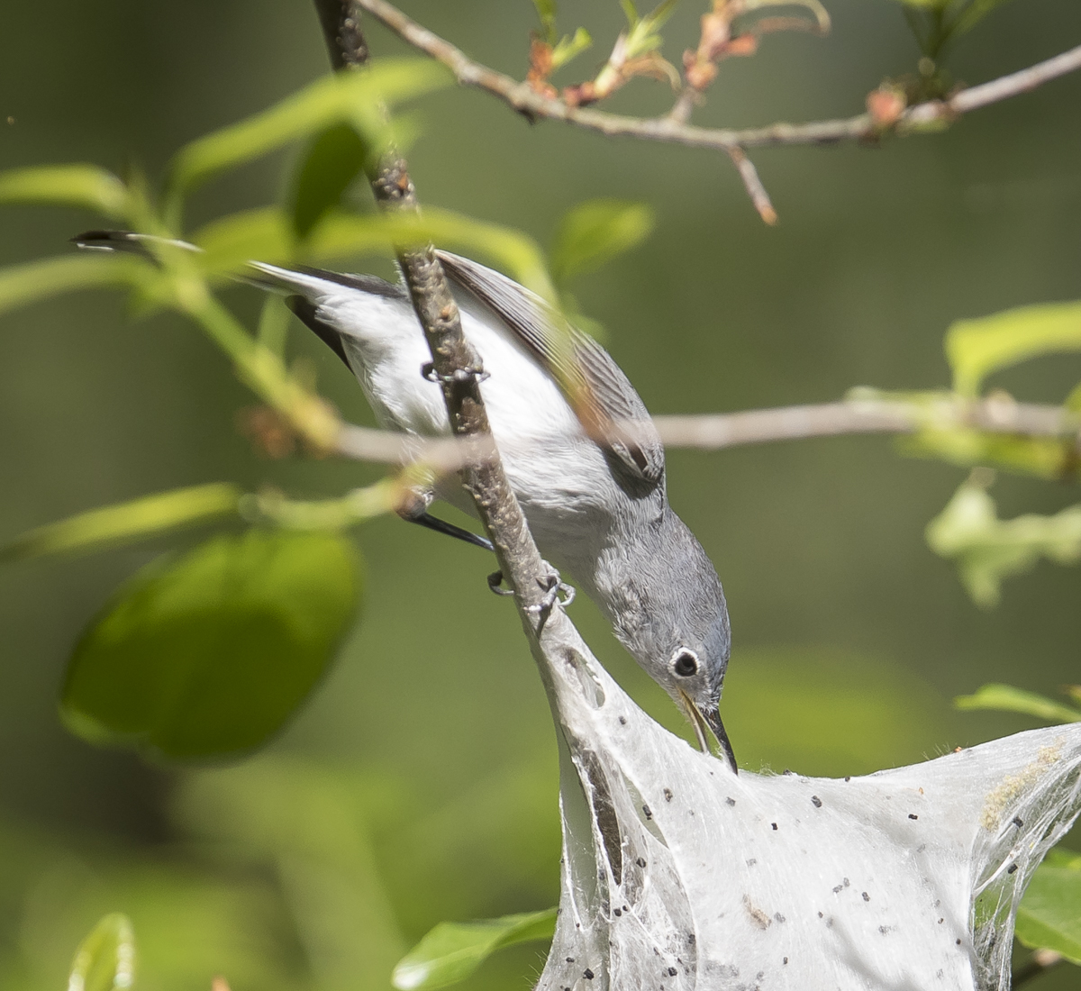 BG gnatcatcher at tent caterpillar nest 2