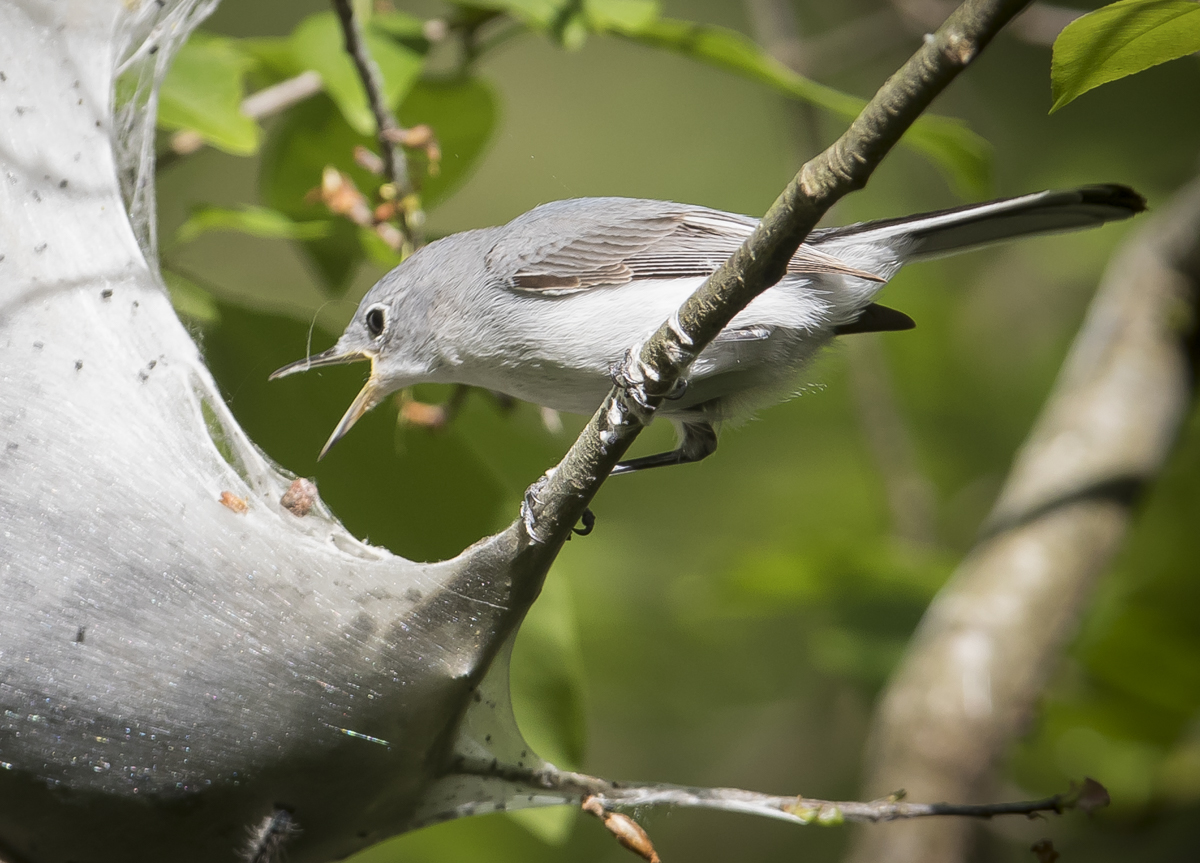 BG gnatcatcher at tent caterpillar nest 3