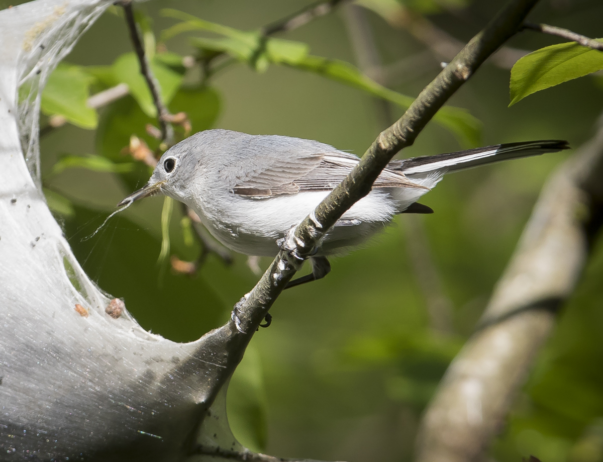 BG gnatcatcher at tent caterpillar nest 4
