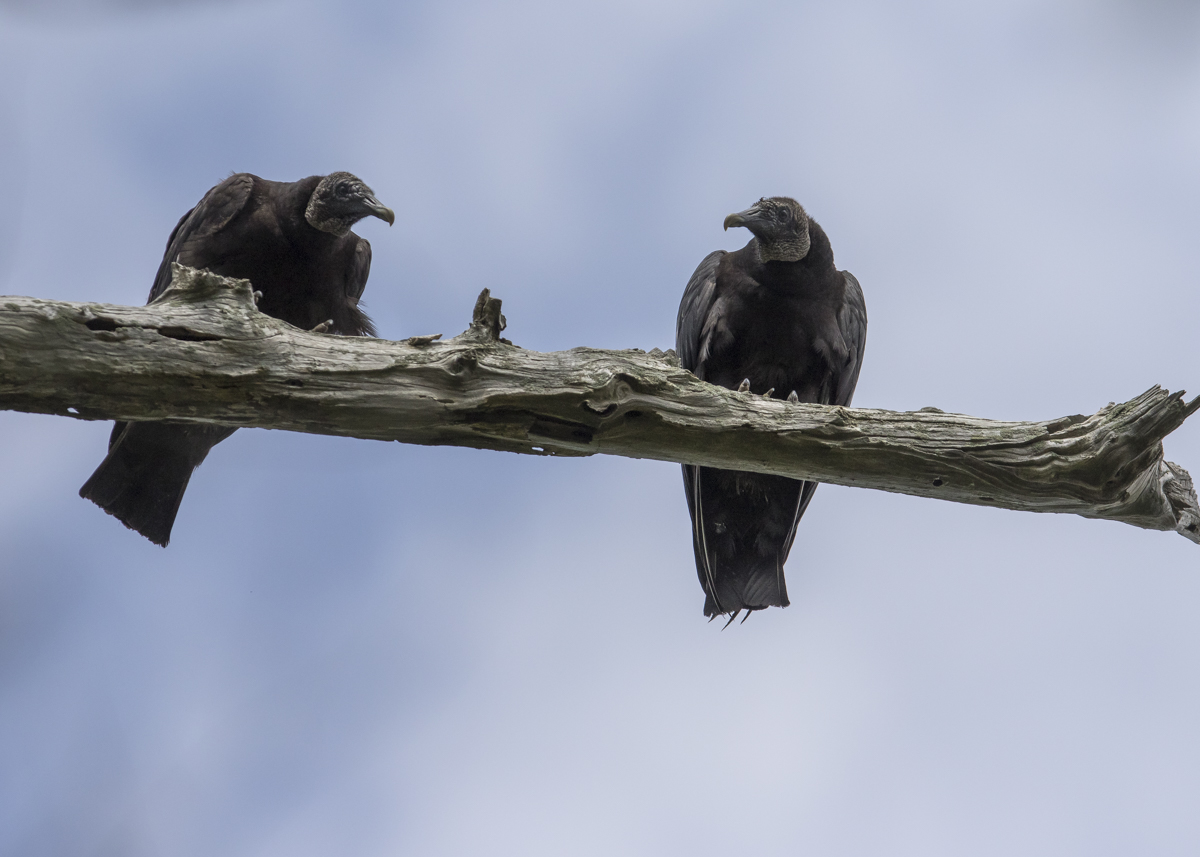 Black vultures at platform