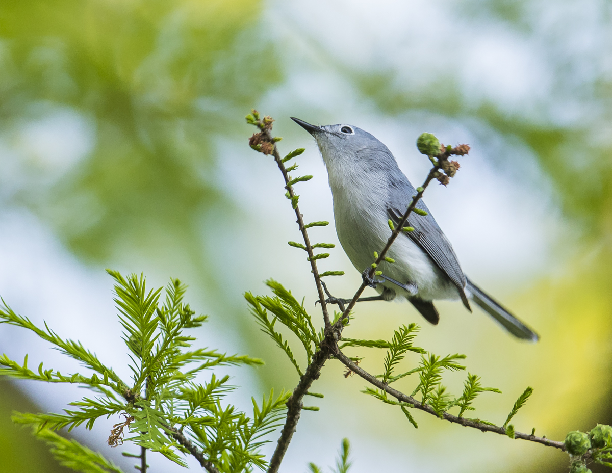 blue-gray gnatcatcher