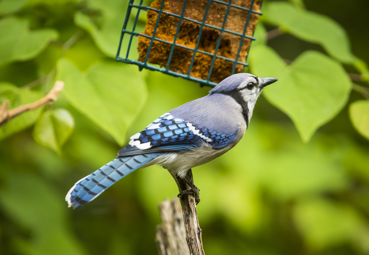Blue jay