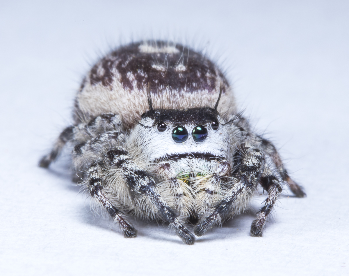 canopy jumping spider