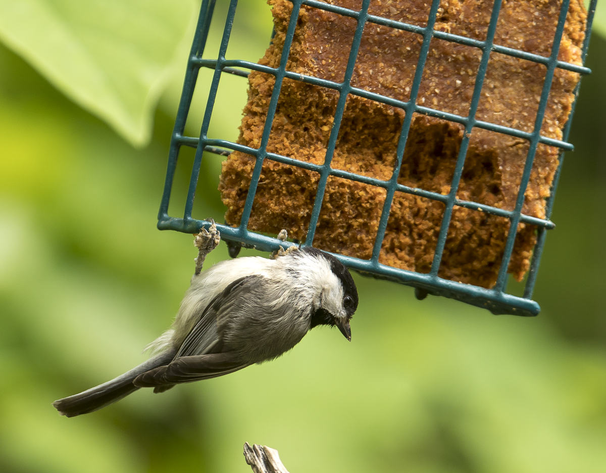 Carolina chickadee