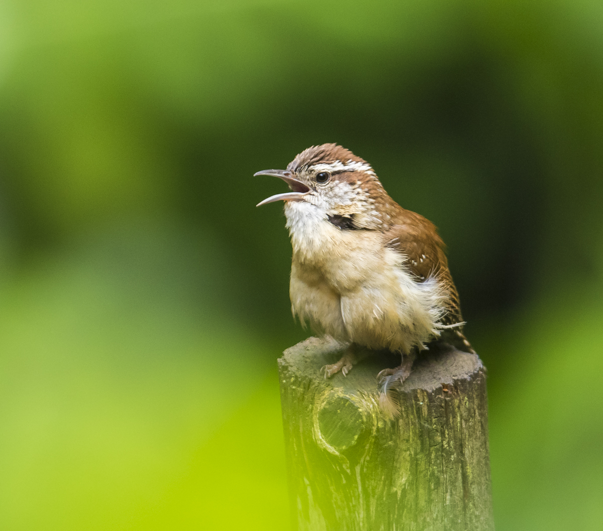 Carolina wren singing left