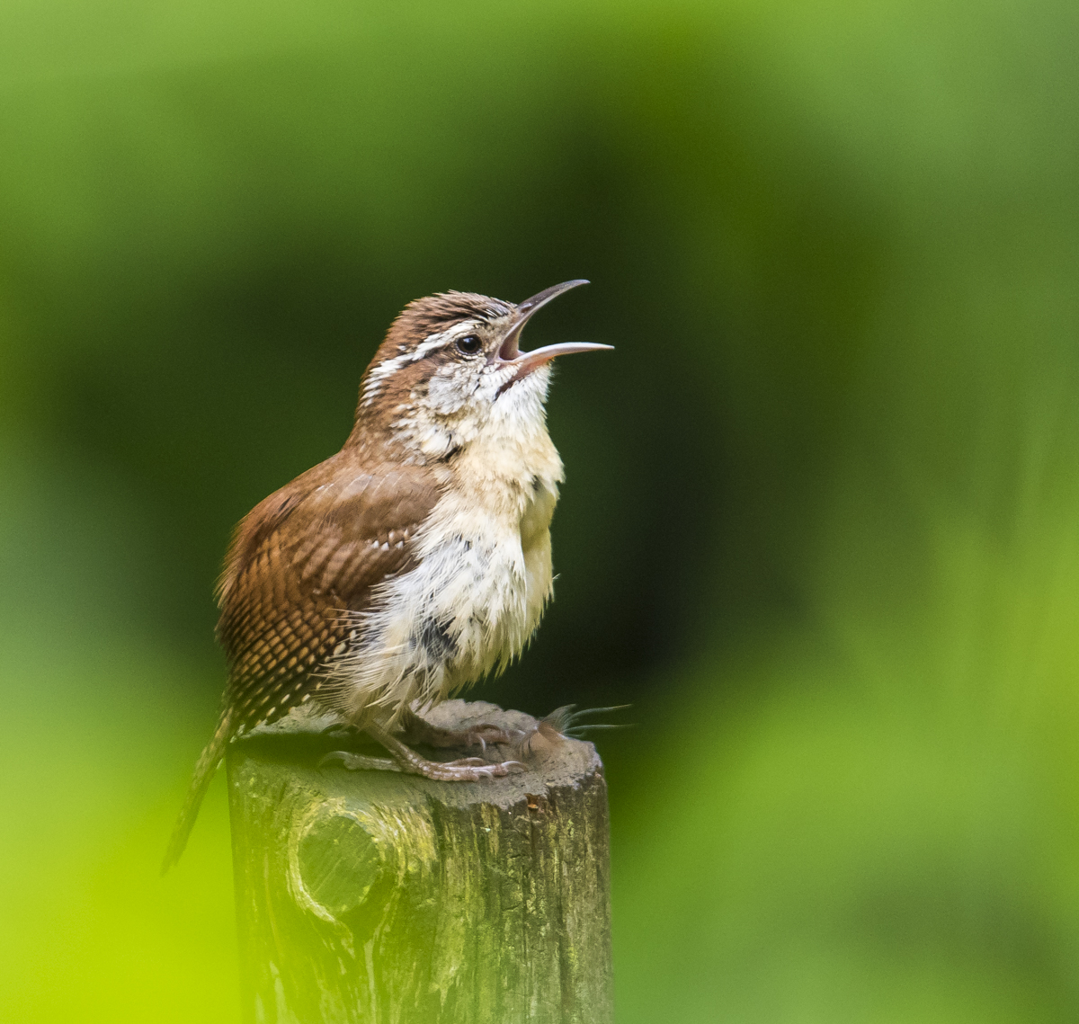 Carolina wren singing right 1