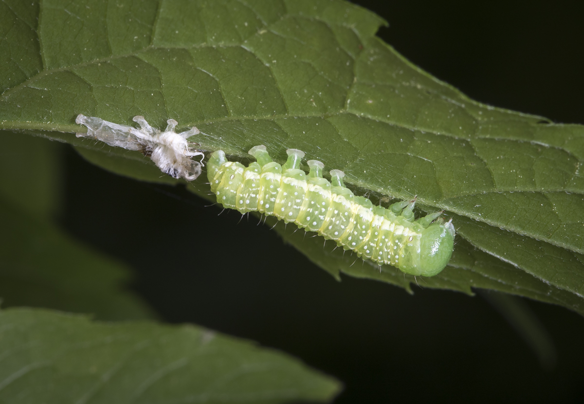caterpillar after molting with shed skin