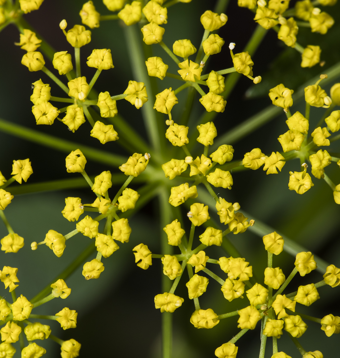 close up of umbel of goldne alexander