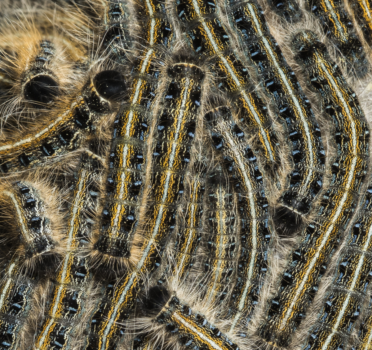 cluster of Eastern tent caterpillars