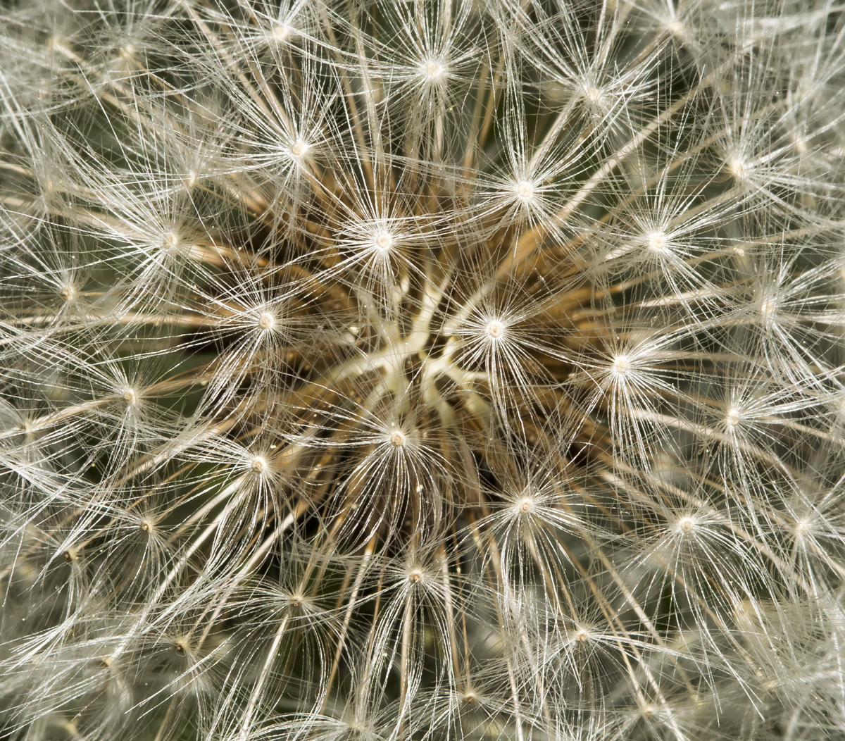dandelion puffball
