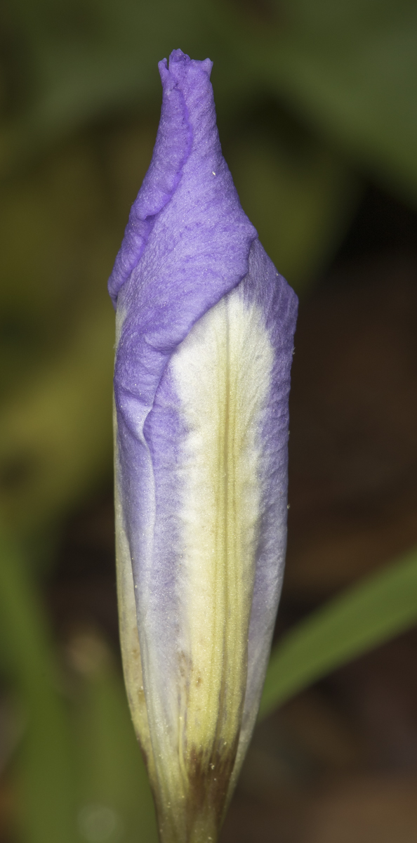 dwarf crested iris flower bud