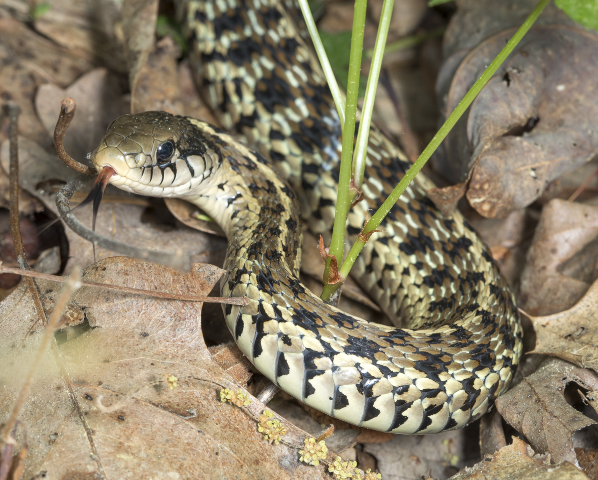 Eastern garter snake