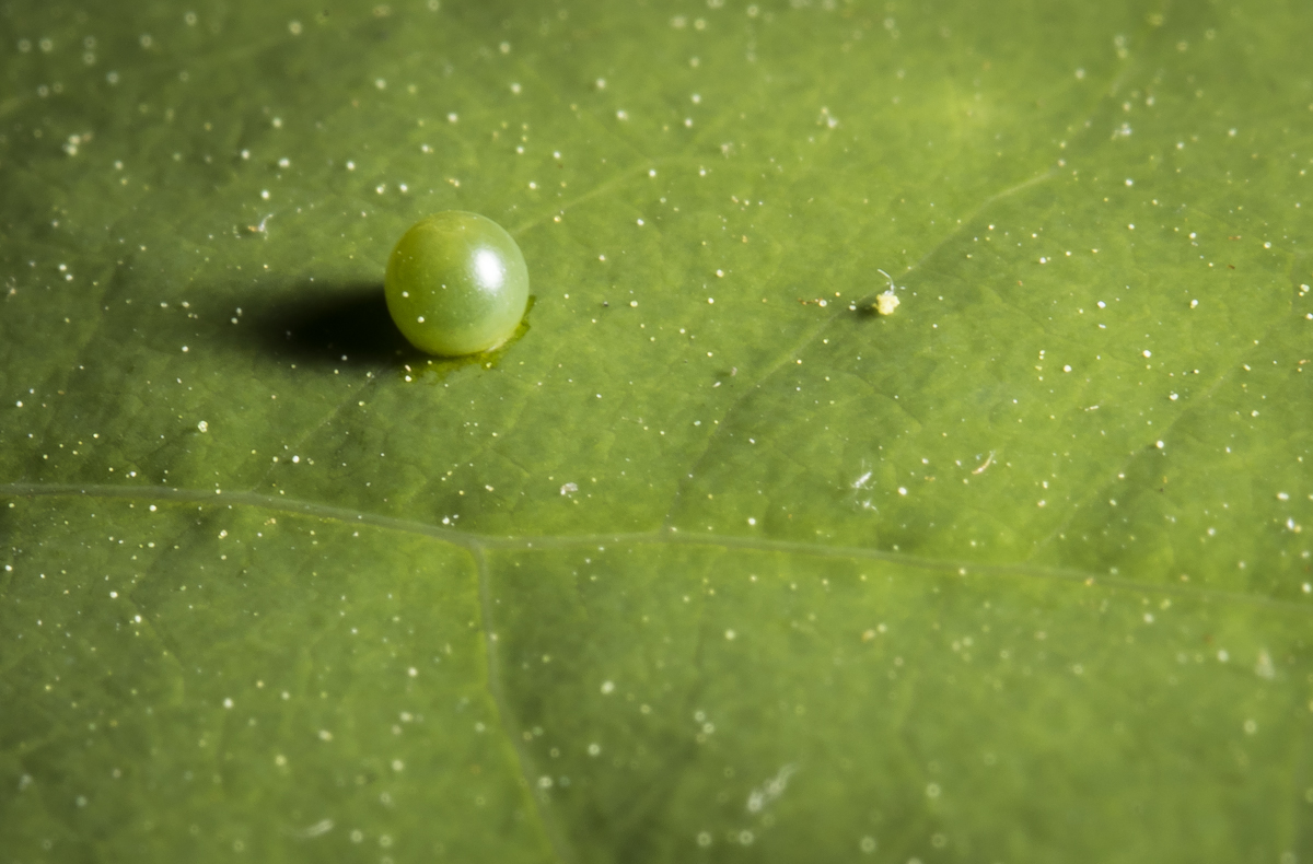 eastern tiger swallowtail egg on tulip poplar