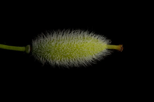 ovary of a wood poppy