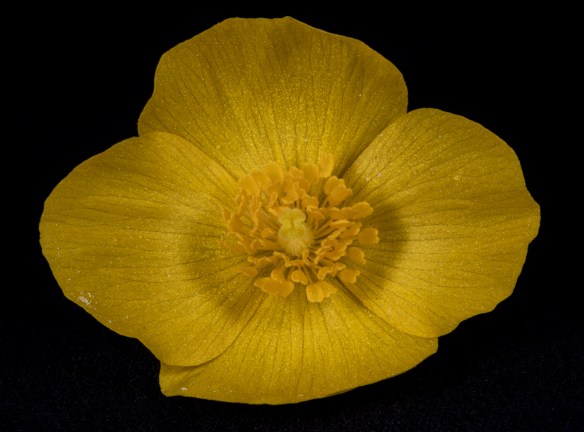 close up image of wood poppy flower