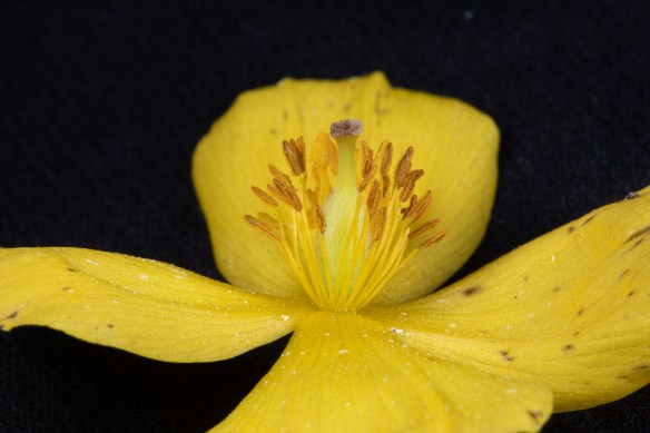 riper wood poppy flower with brown antherns