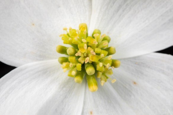 close up of center of dogwood blossom