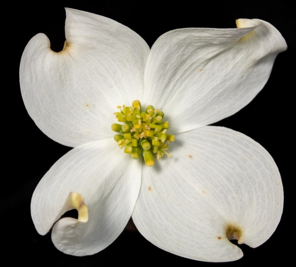 dogwood blossom