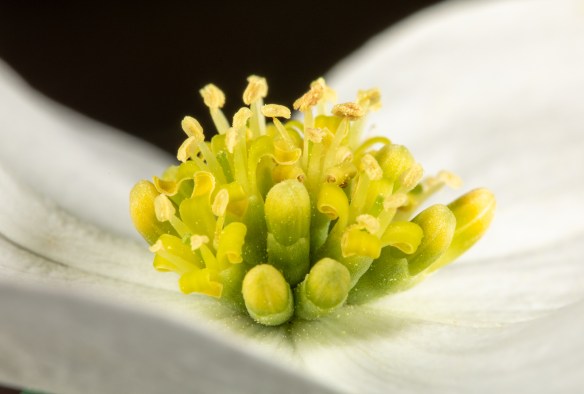 closer look at dogwood flowers