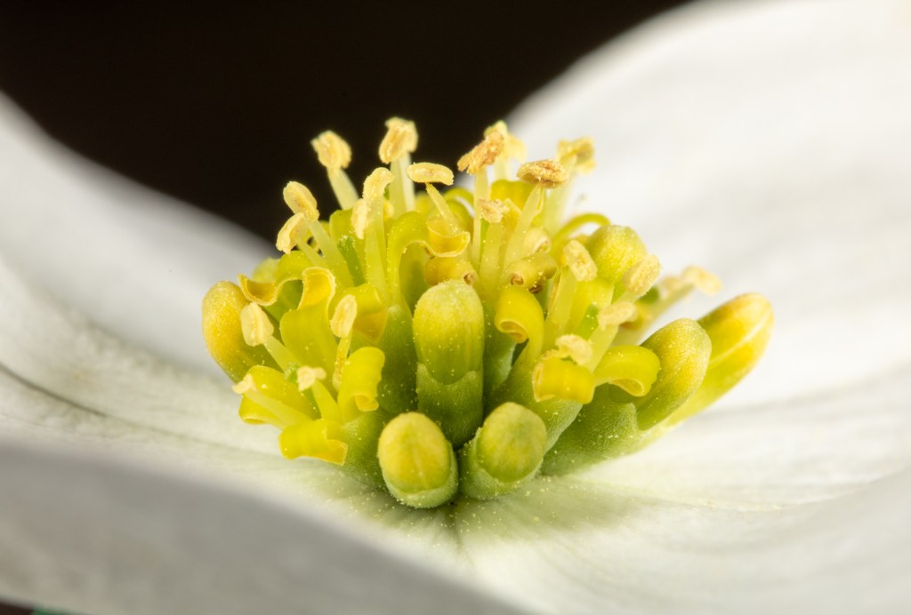 closer look at dogwood flowers