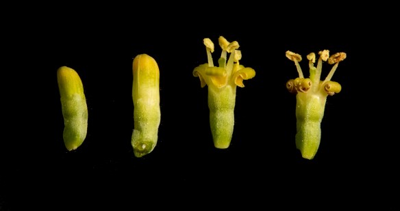 four dogwood florets from unopened to fully opened