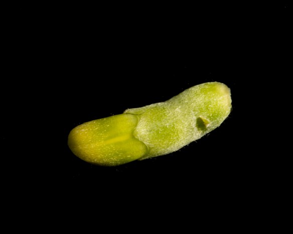 close up of unopened dogwood flower