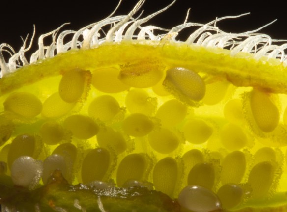 backlit close up of wood poppy ovary showing ovules