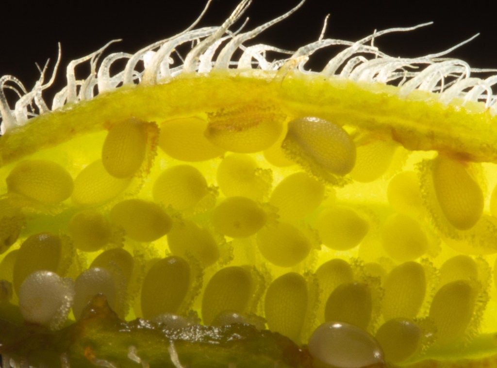 backlit close up of wood poppy ovary showing ovules