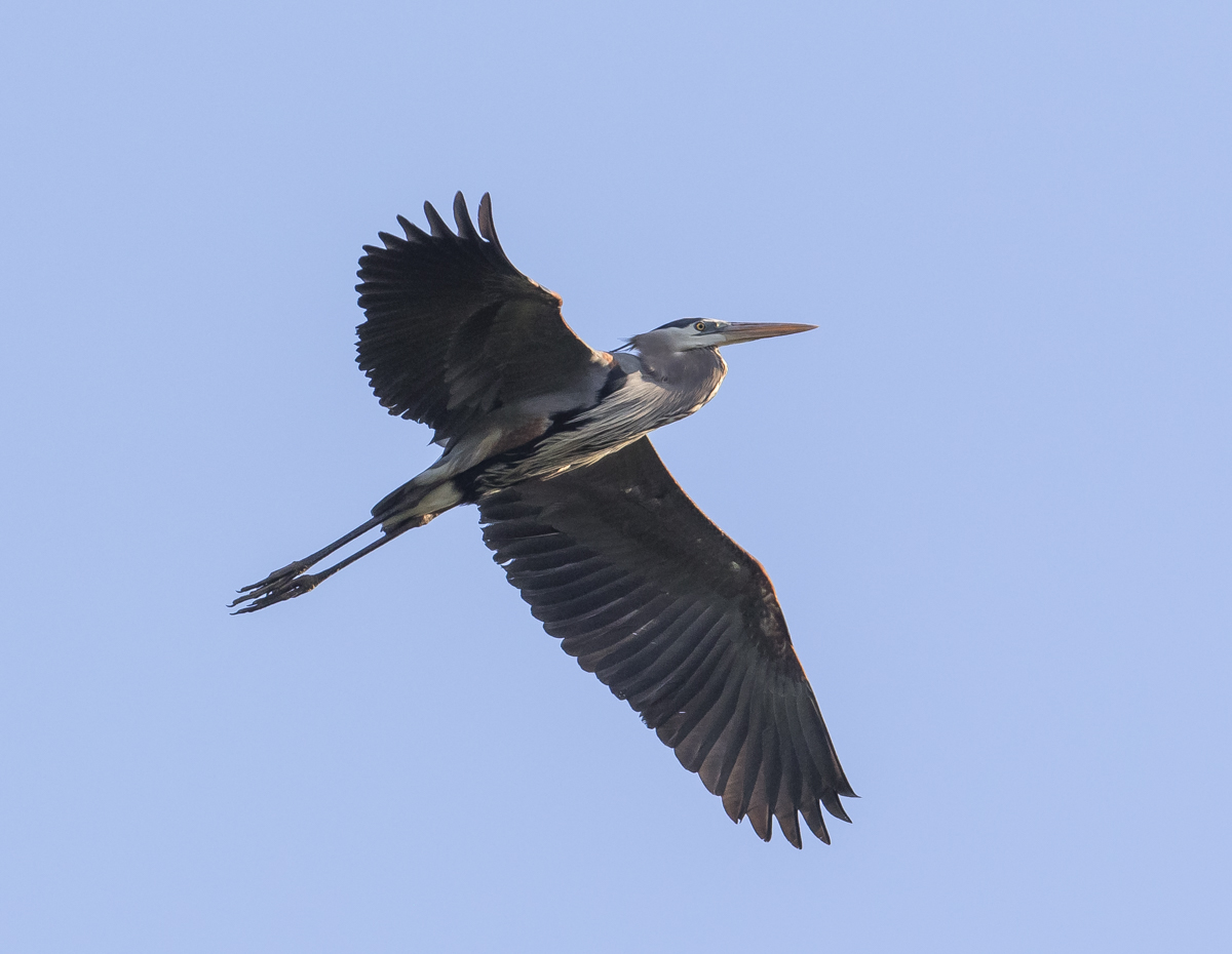 great blue heron overhead