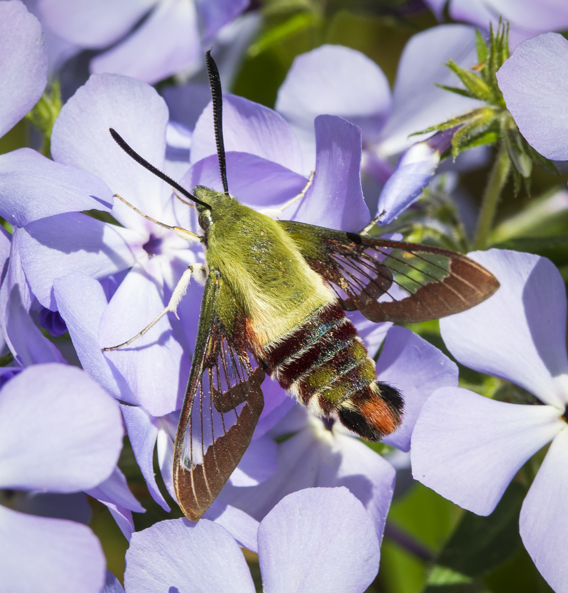 Hummingbird moth on phlox