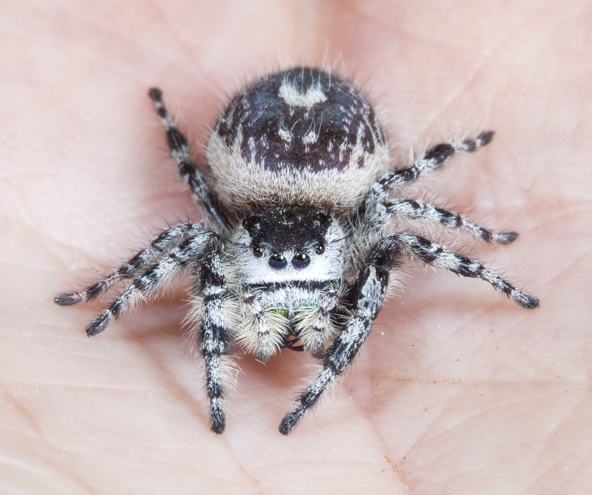 jumping spider in hand