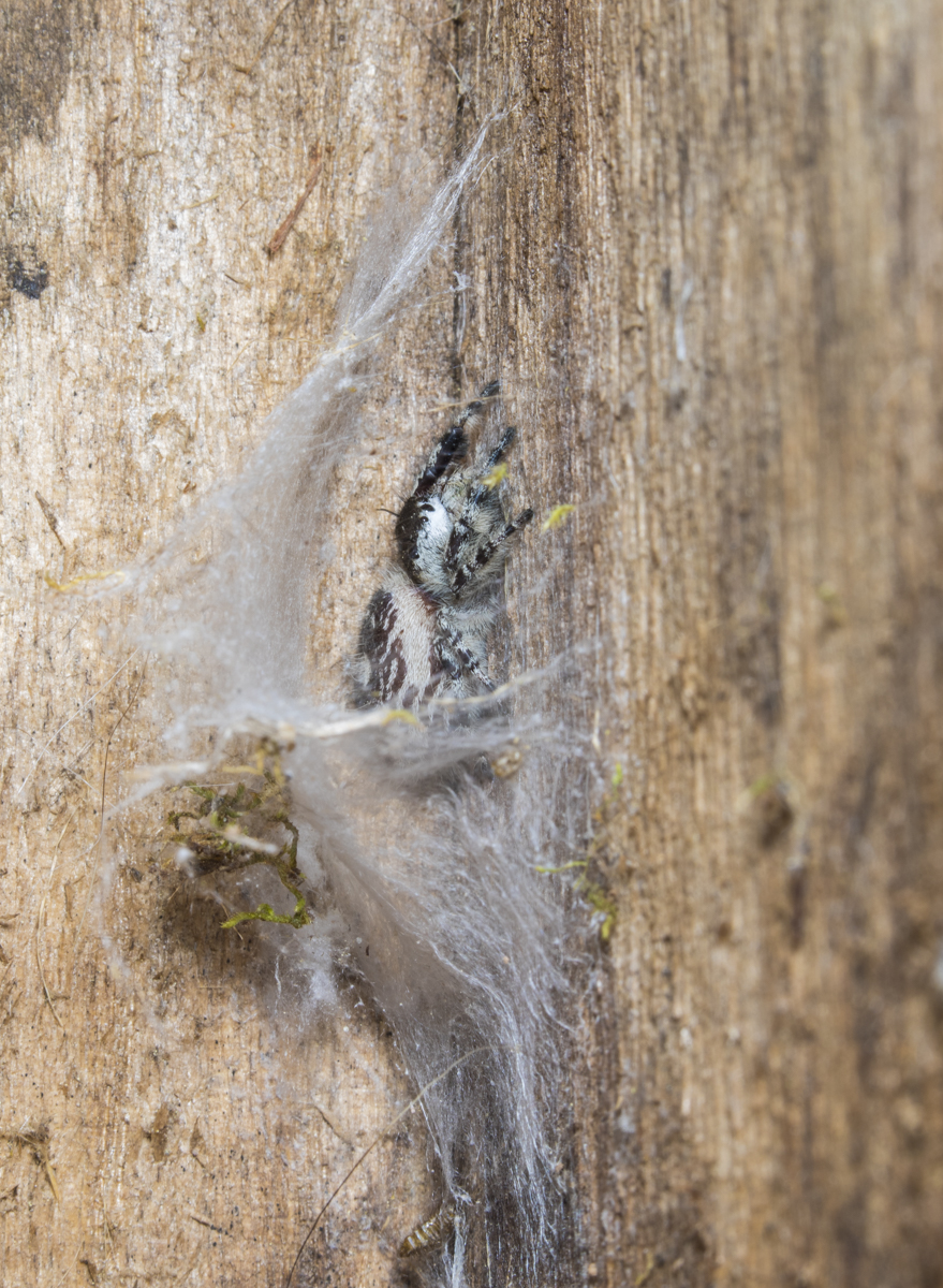 jumping spider inside bluebird box