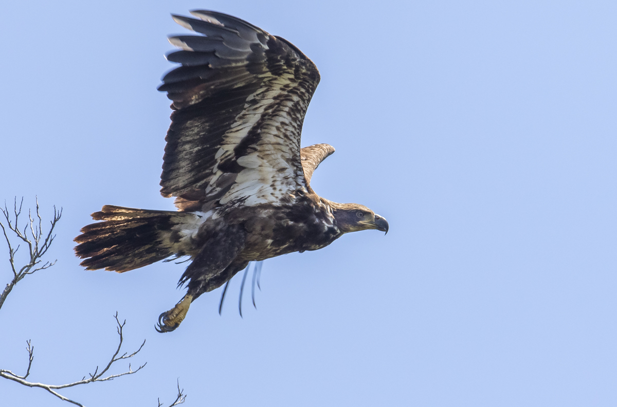 Juvenile bald eagle