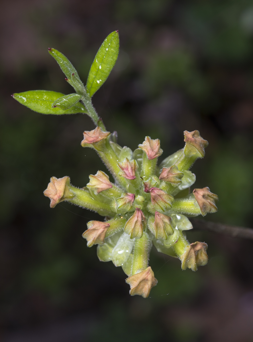 looking down on flame azalea buds