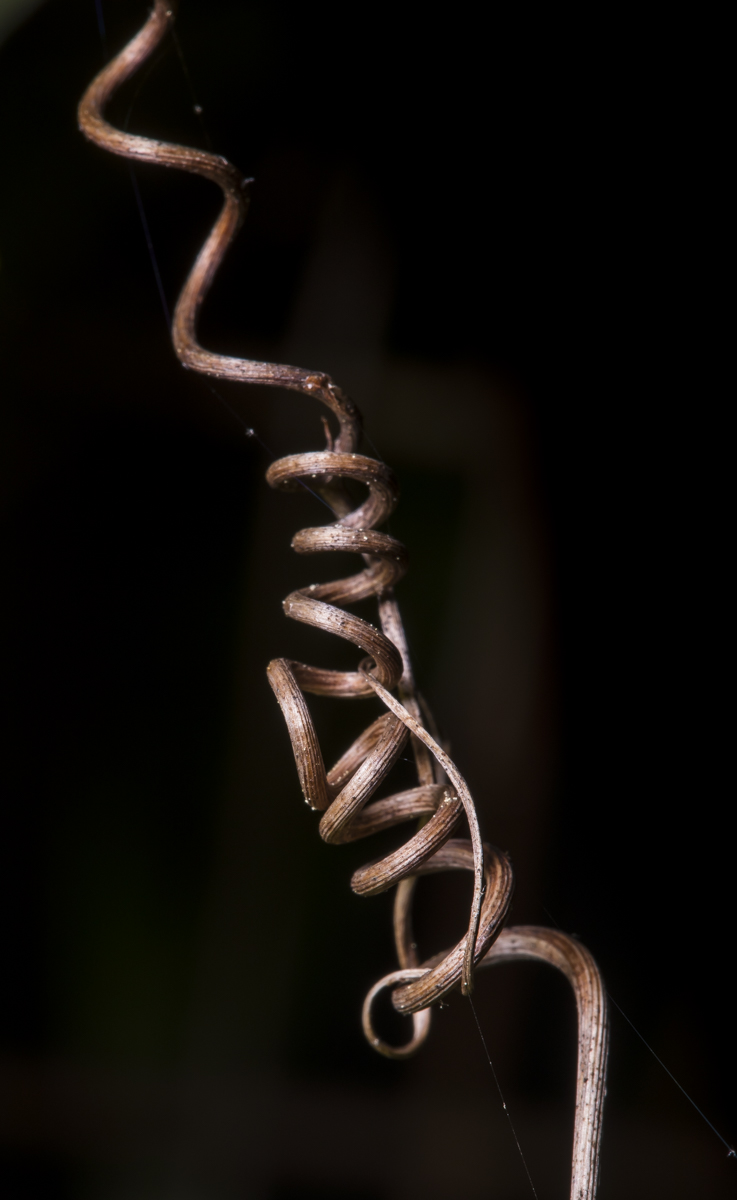 muscadine grape tendil from last year