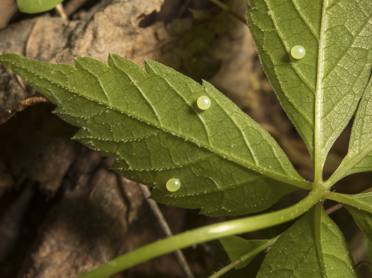 Nessus sphinx eggs on VA creeper