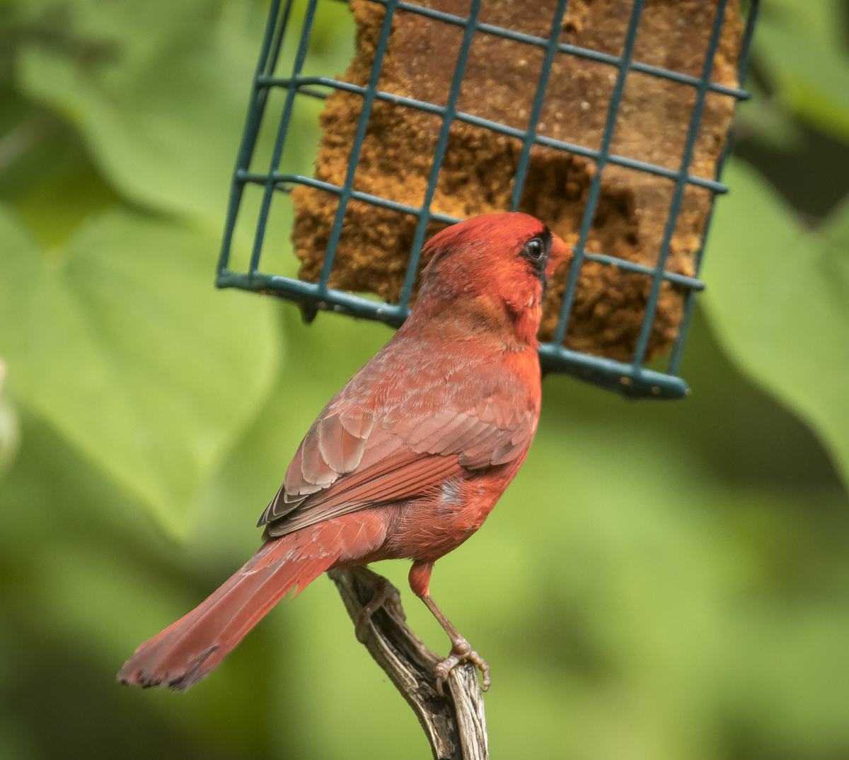 Northern cardinal 1