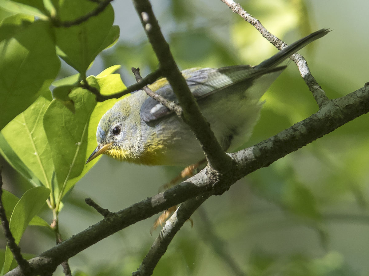 Northern parula warbler