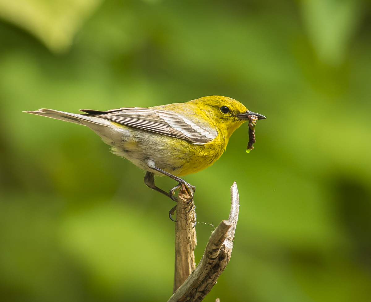 Pine warbler with caterpillar