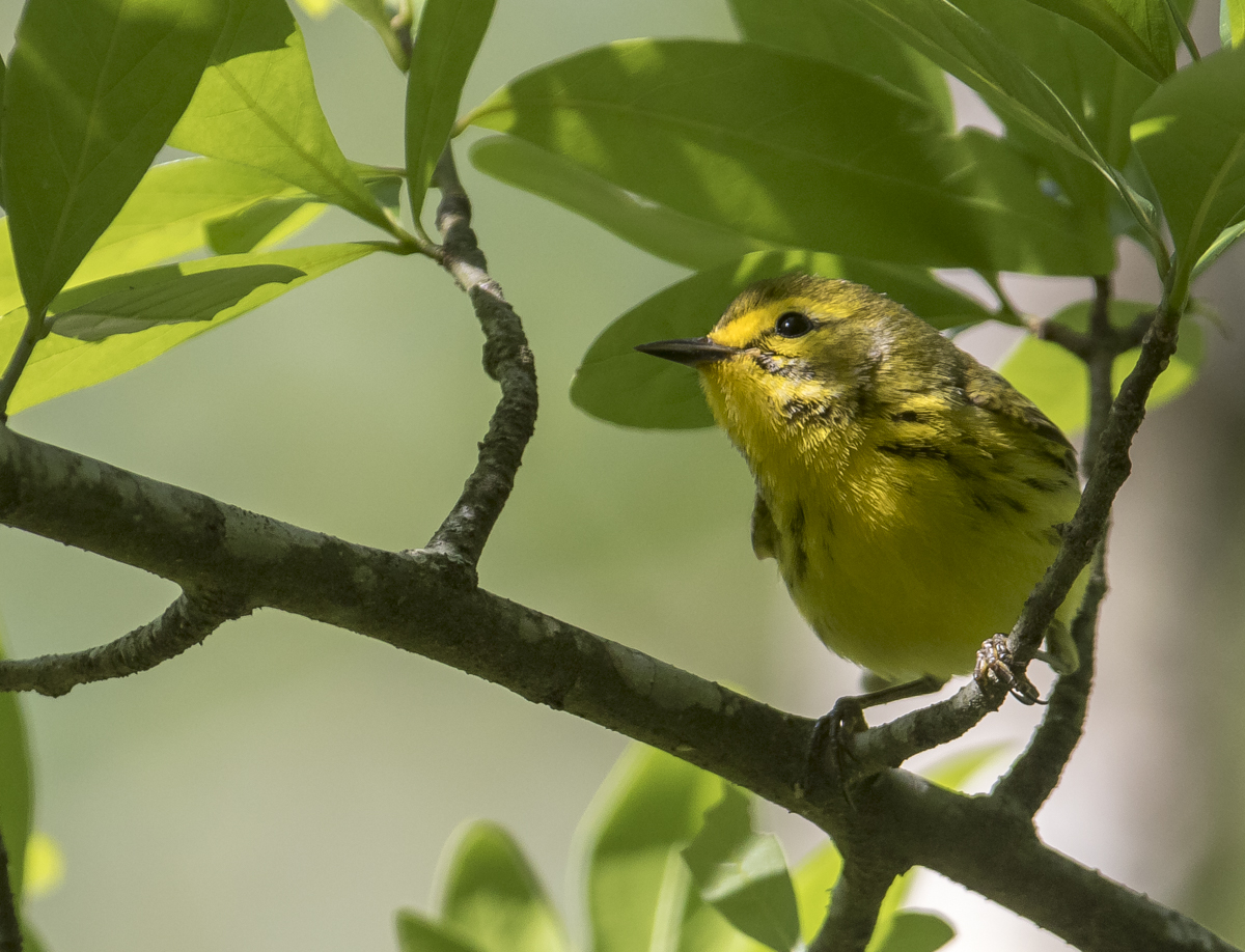 Prairie warbler